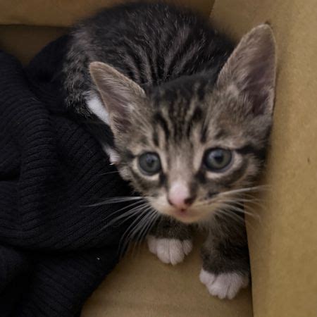 養小動物